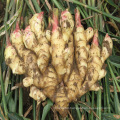 China Wholesale organic fresh ginger root price